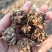 中药猫爪草特级千亩基地品质保证量大优惠支持视频看货