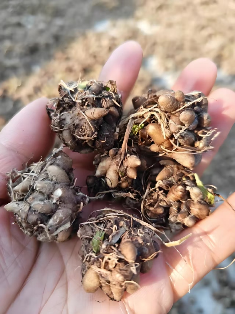 中药猫爪草特级千亩基地品质保证量大优惠支持视频看货