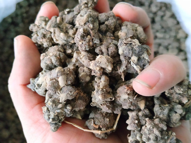 中药猫爪草特级千亩基地品质保证量大优惠支持视频看货