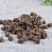 中药猫爪草特级千亩基地品质保证量大优惠支持视频看货