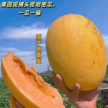 新疆哈密瓜，原产地采摘，鸿运，金色年华，黄金时代，金海密