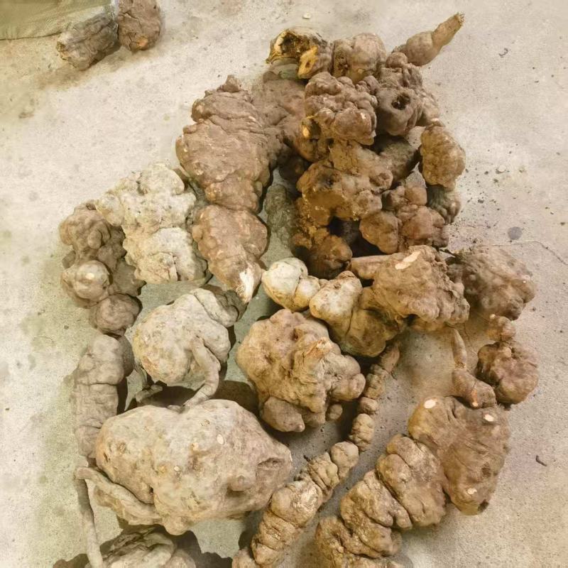 （何首乌干片）云南何首乌丶产地货源丶大量有货可视频看货