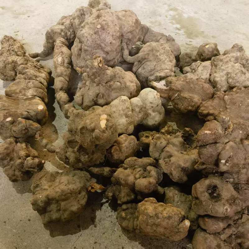 （何首乌干片）云南何首乌丶产地货源丶大量有货可视频看货