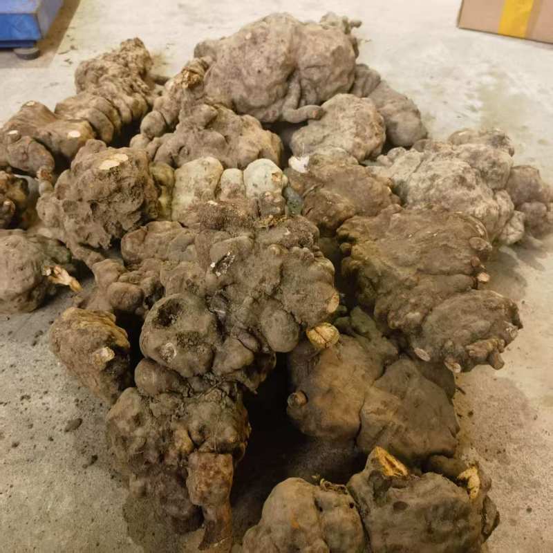 （何首乌干片）云南何首乌丶产地货源丶大量有货可视频看货