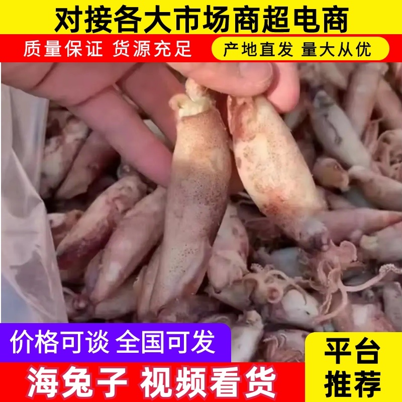 海兔子、笔管鱼一手货源、大量现货、味道鲜美