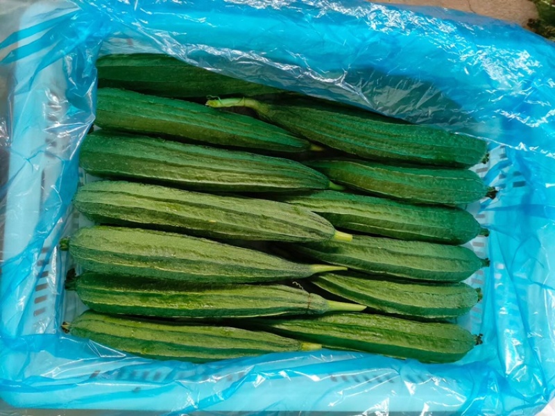 八角棱瓜，产地直发，大量有货，欢迎各位老板咨询采购