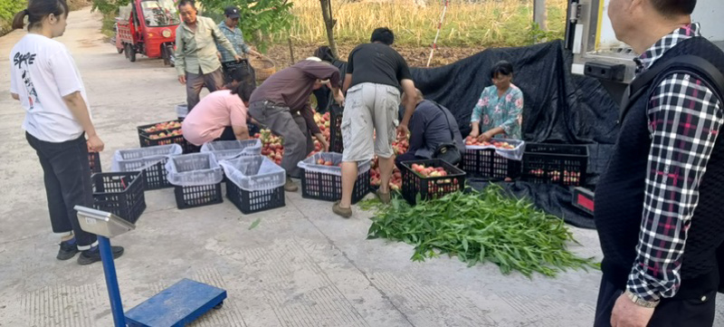 紫玉桃早熟桃春桃水蜜桃脆桃突围桃