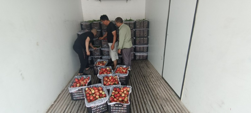紫玉桃早熟桃春桃水蜜桃脆桃突围桃