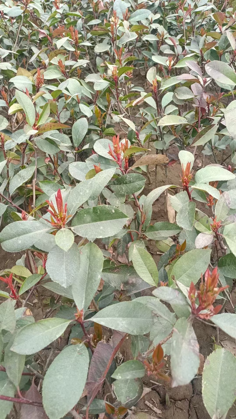 红叶石楠苗红叶石楠杯苗