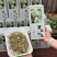 茉莉花茶银针王飘雪花茶500g口感鲜爽全嫩芽一斤2罐茶叶