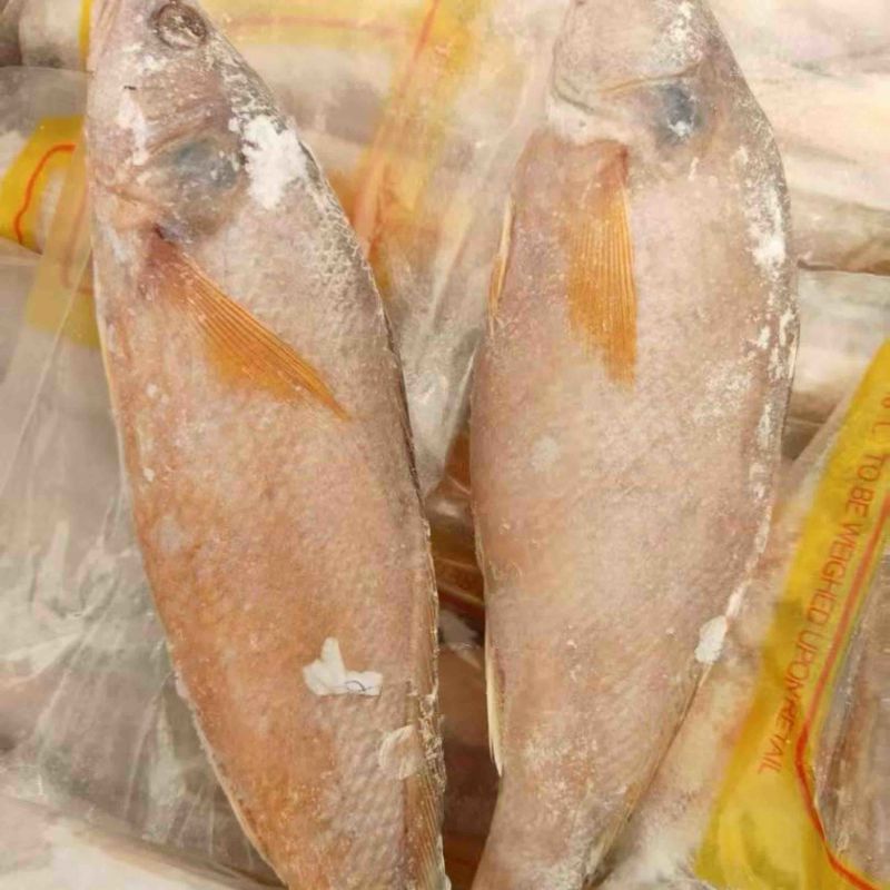 黄鱼黄花鱼海鱼大黄鱼小黄鱼