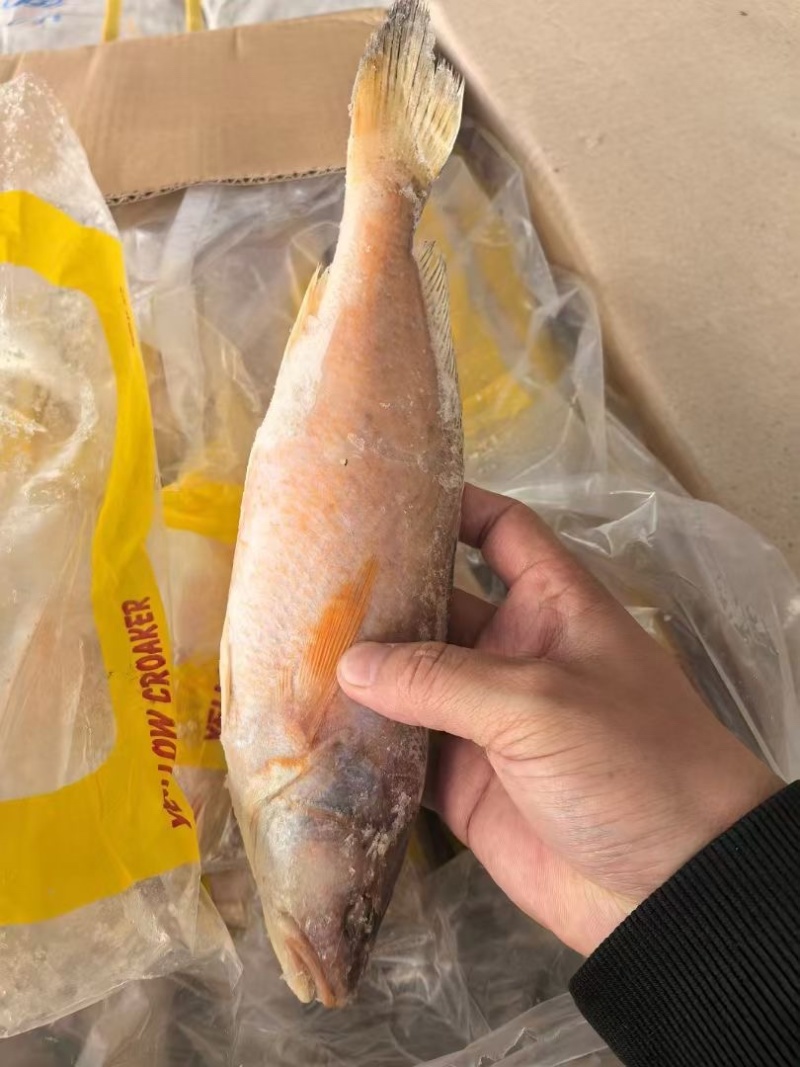 黄鱼黄花鱼海鱼大黄鱼小黄鱼