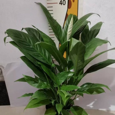 白掌,产地直发