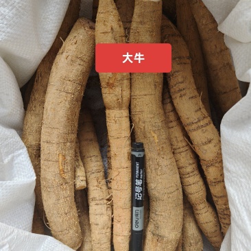 老身黄牛，小小牛10元一斤，小牛13元一斤。