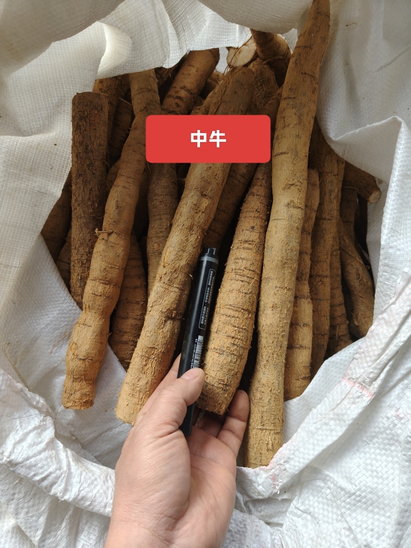 老身黄牛，小小牛10元一斤，小牛13元一斤。