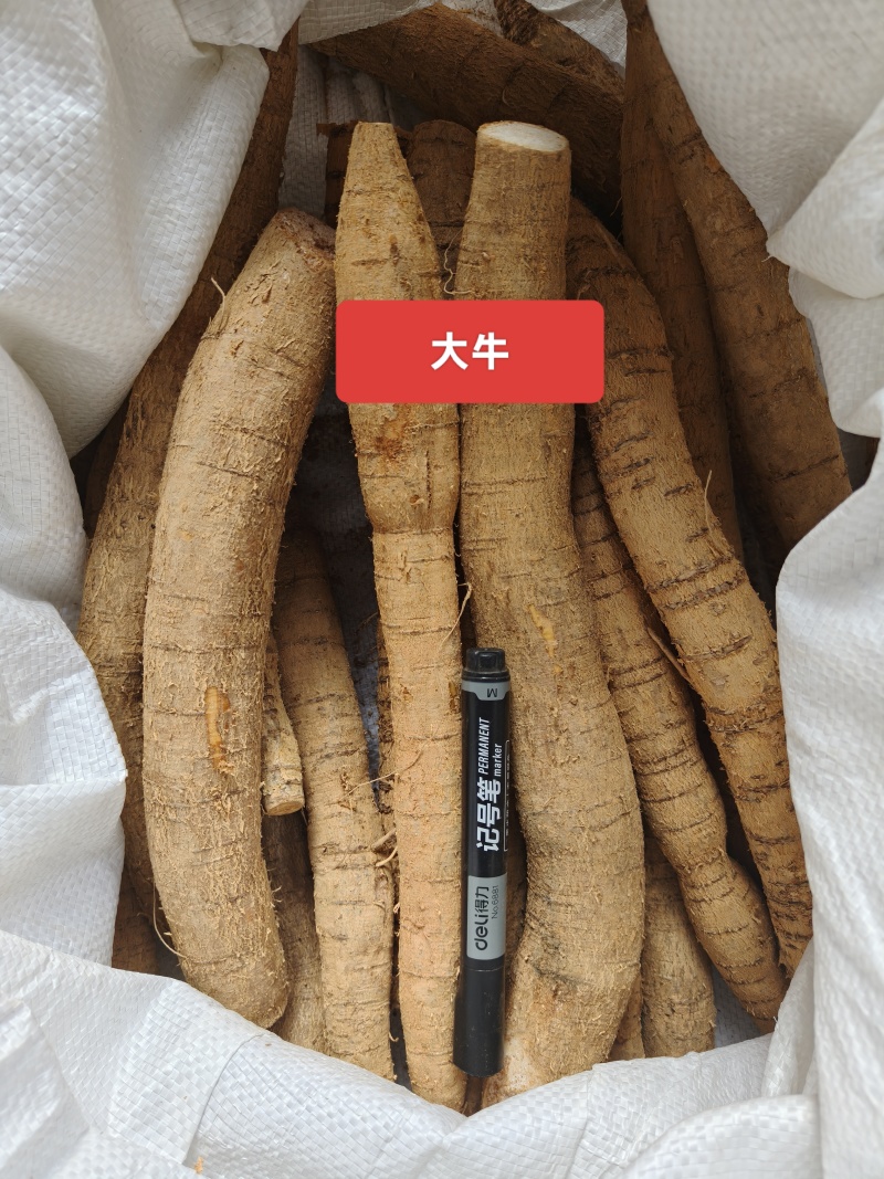 老身黄牛，小小牛10元一斤，小牛13元一斤。