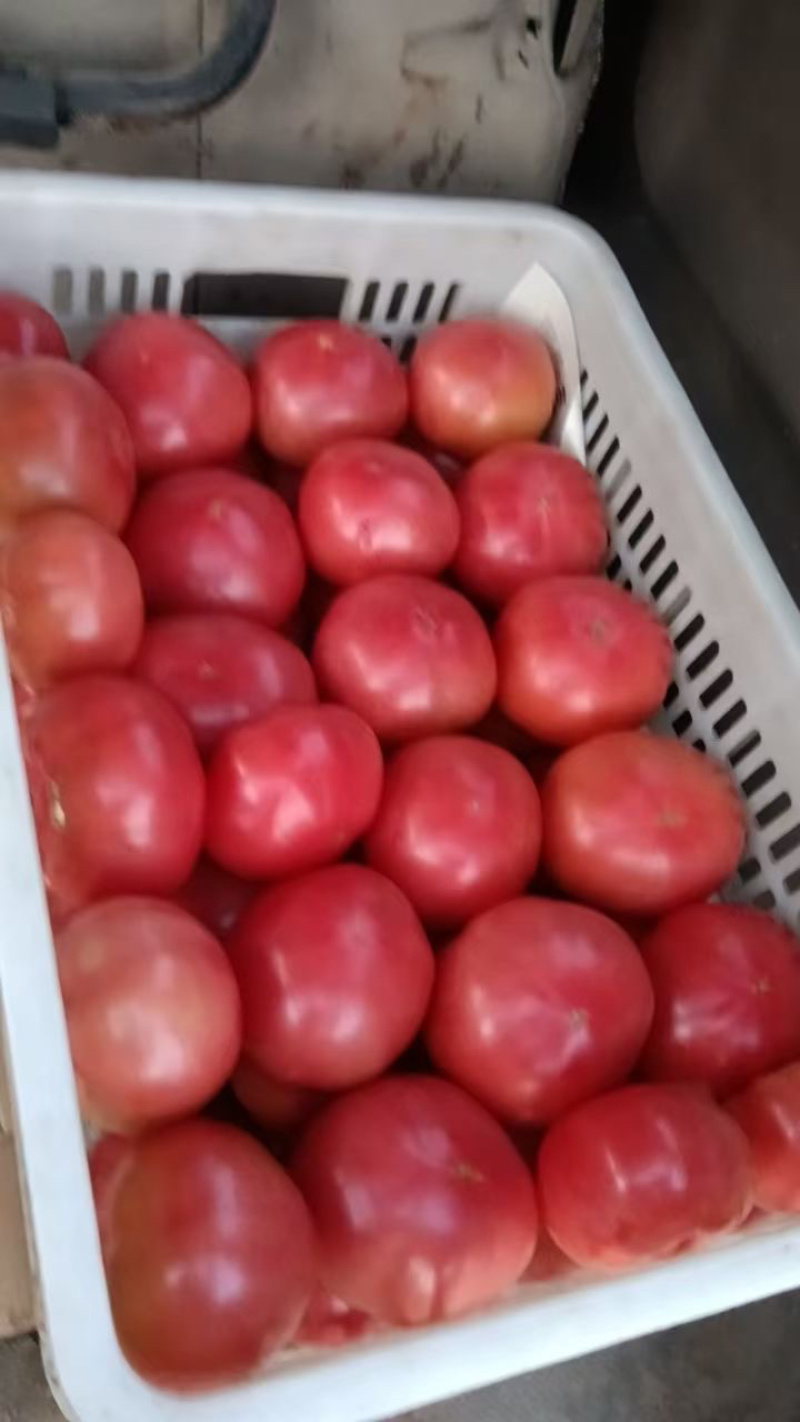 西红柿，硬粉，半口感