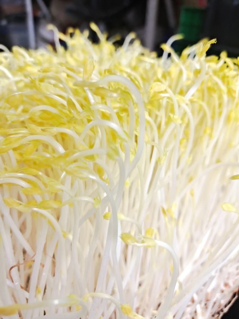 豌豆黄金芽