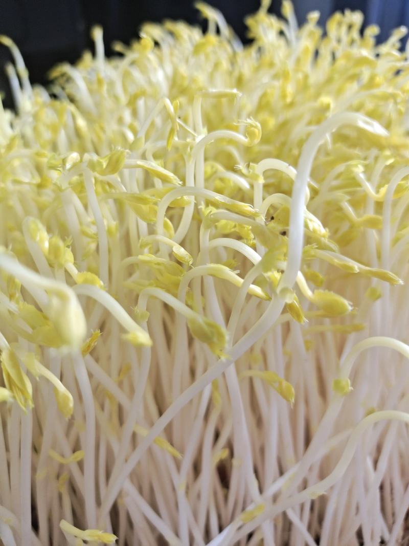 豌豆黄金芽