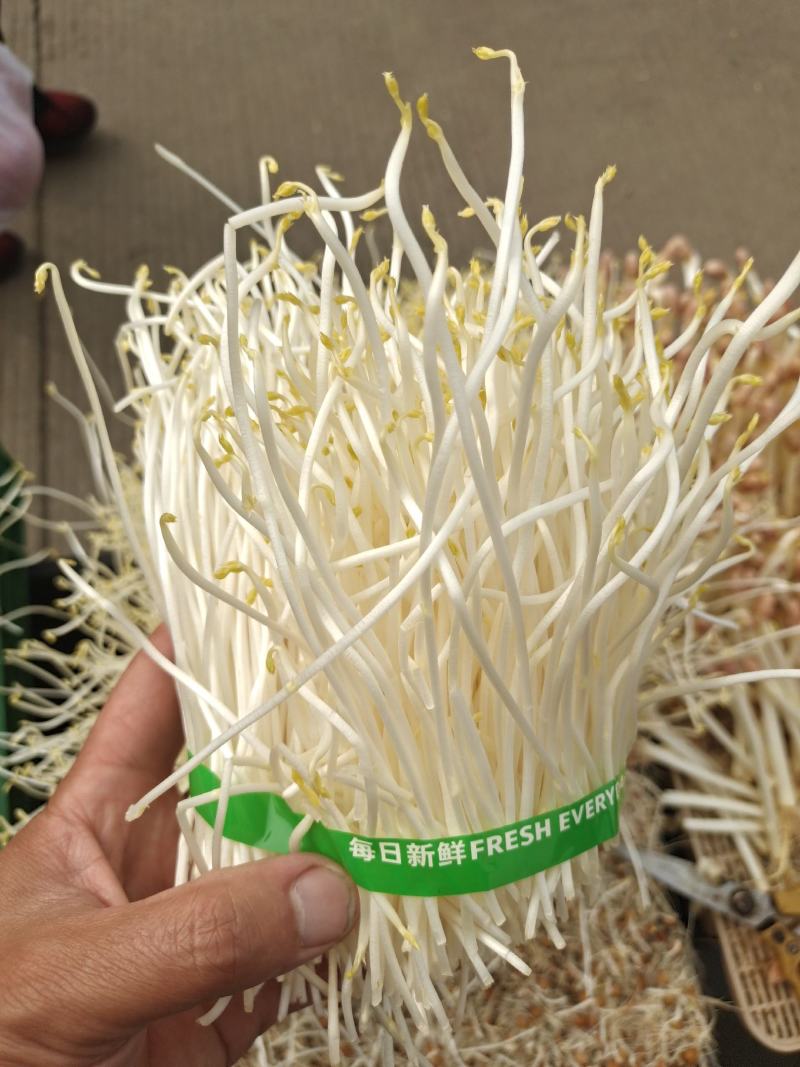 豌豆黄金芽