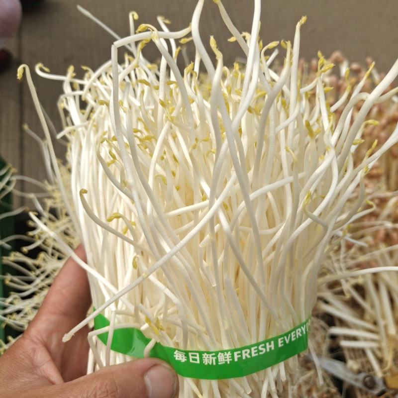 豌豆黄金芽