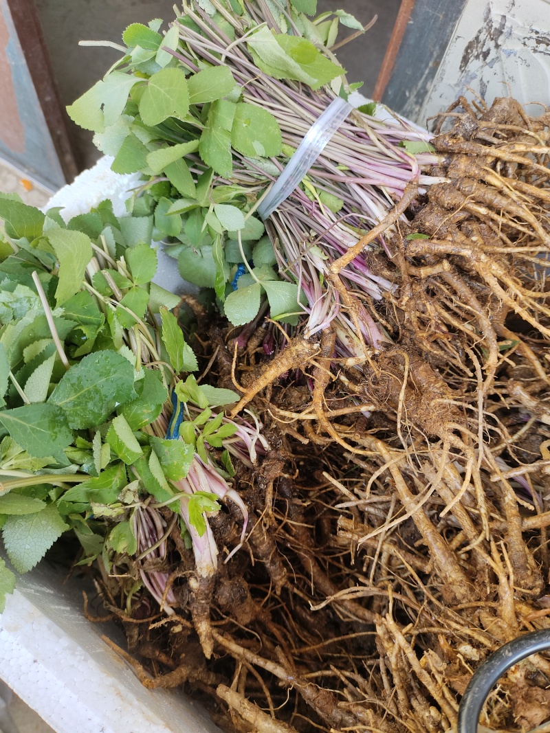 紫花前胡，信前胡，土当归，独活等
