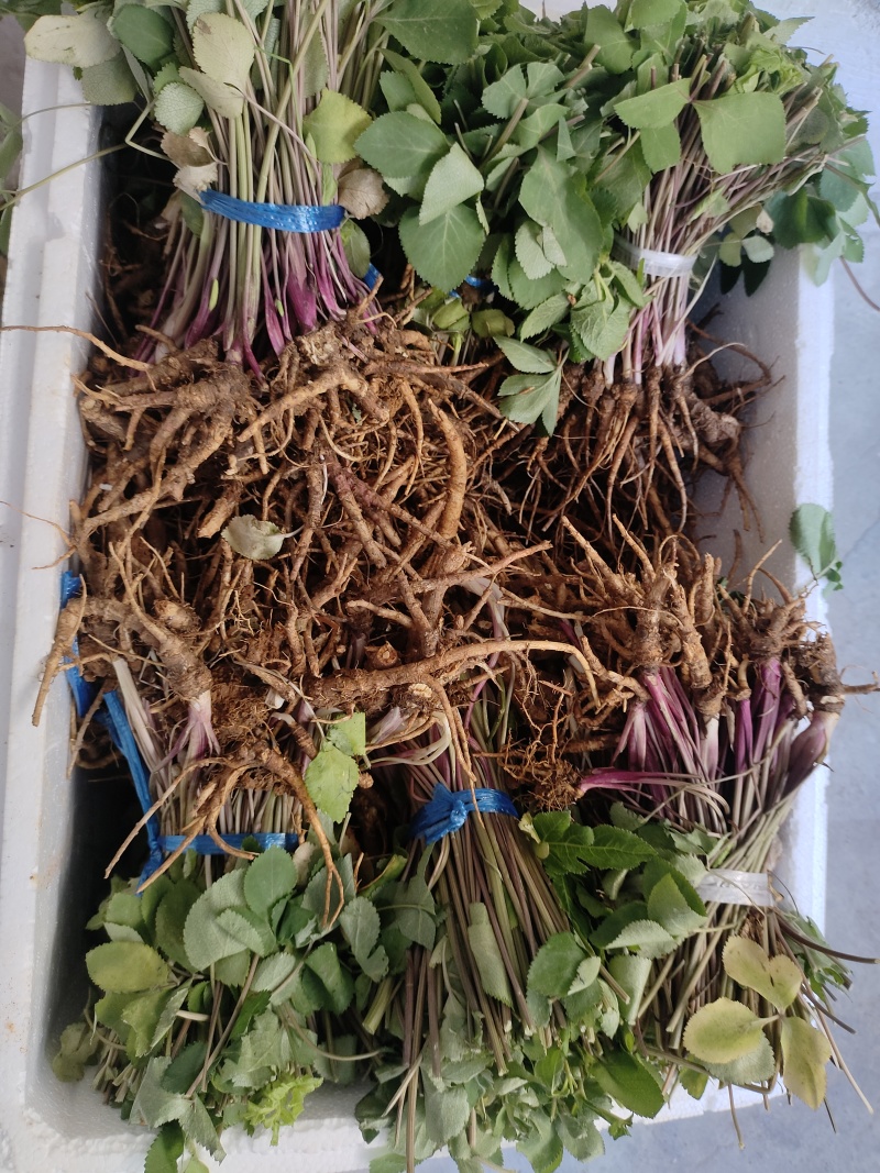 紫花前胡，信前胡，土当归，独活等
