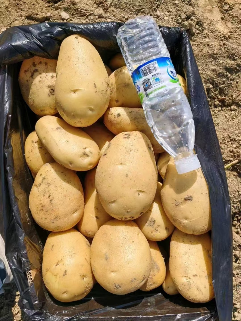 云南丽薯土豆六号，口感香糯，对接出口电商超市。