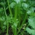 长治芹菜