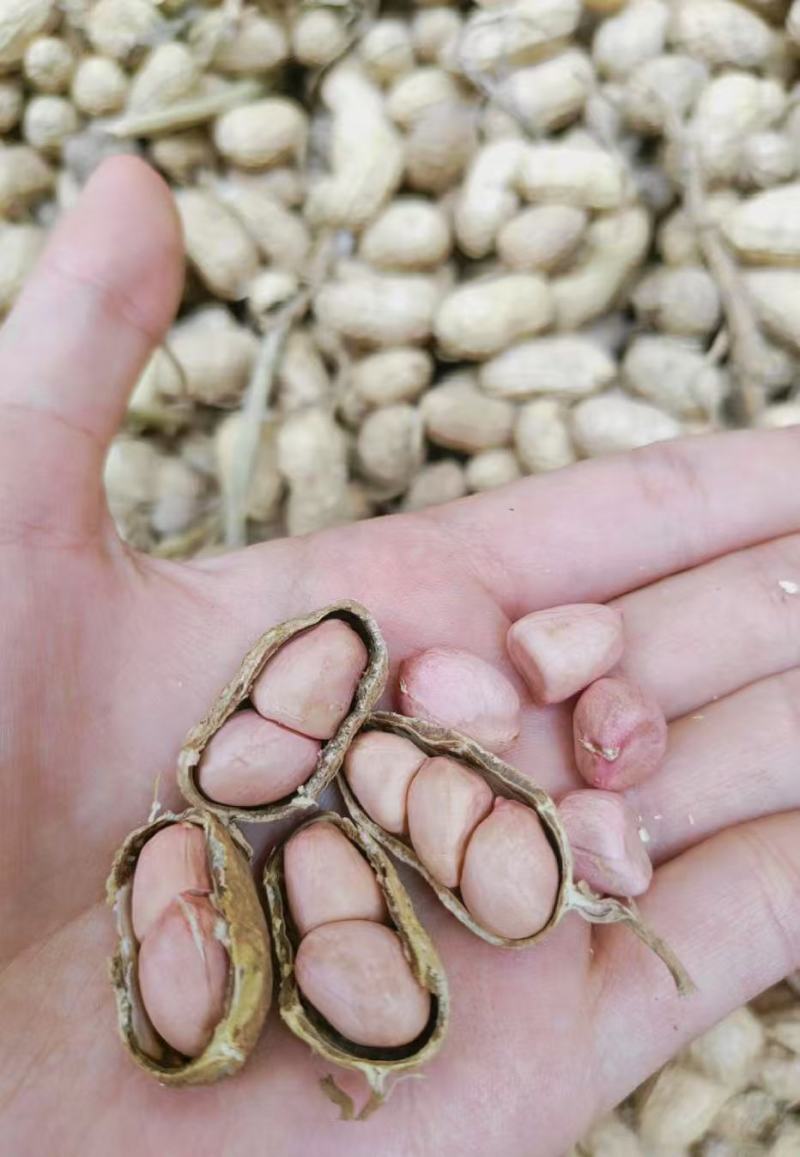 品质纯正农户自产纯花生油纯正浓香食用油量大从优