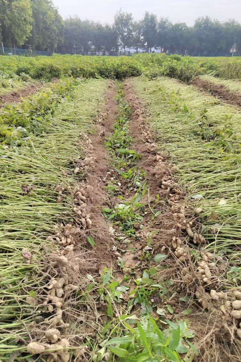 山东农家熟榨浓香纯花生油，农户自产花生油，欢迎电话联系