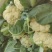 青邦花菜，价格大落，可代发，分拣，打包需要的老板找住机会