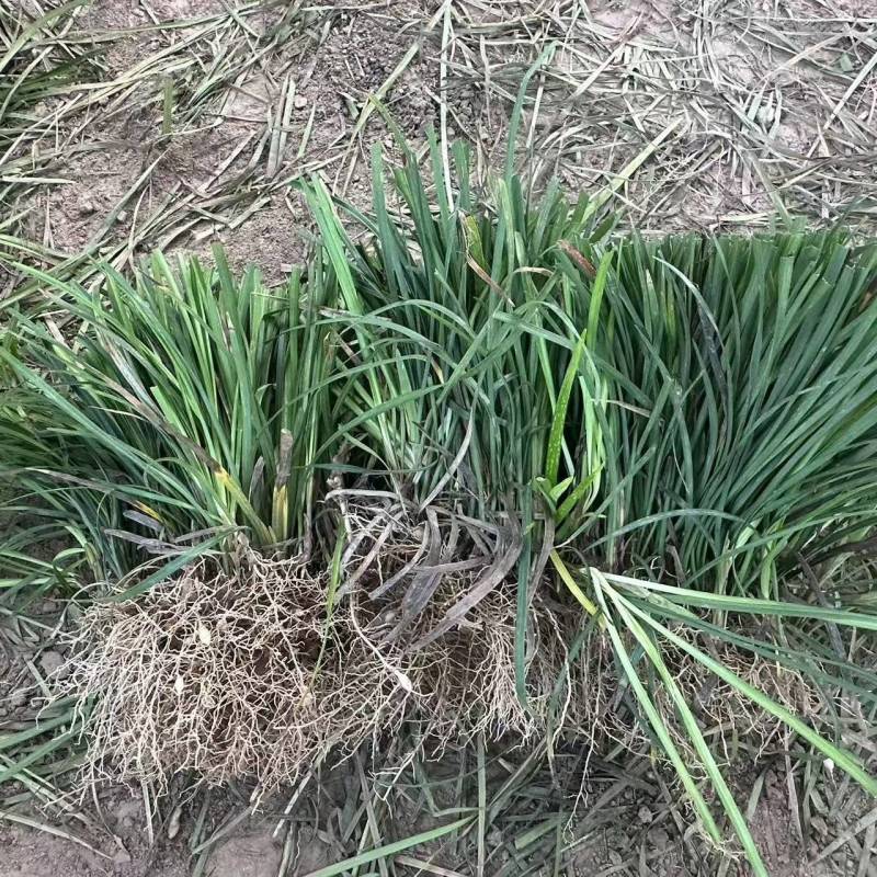 麦冬草无硫本色麦冬带心麦冬可搭配玉竹北沙参四季滋补麦冬批发
