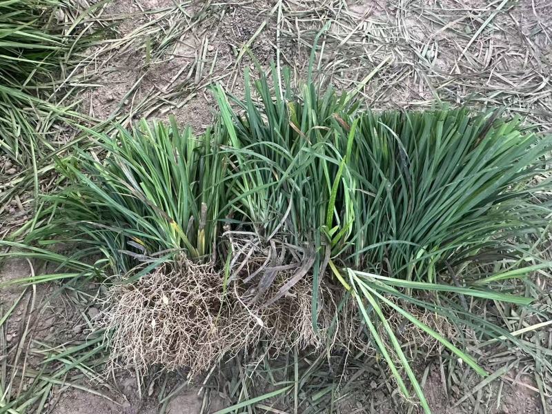 麦冬草无硫本色麦冬带心麦冬可搭配玉竹北沙参四季滋补麦冬批发