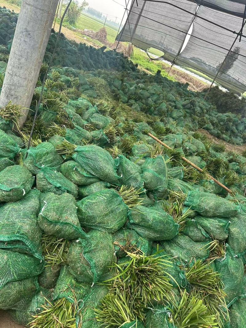 中细叶麦冬草基地直销量大质优价格优惠欢迎咨询采购
