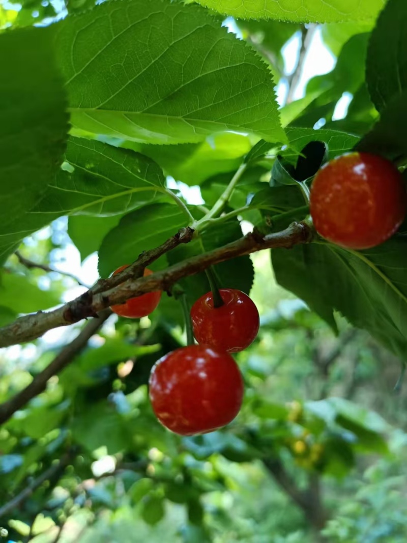 小樱桃红玛瑙樱桃四川樱桃甜咪咪樱桃有机种植樱桃