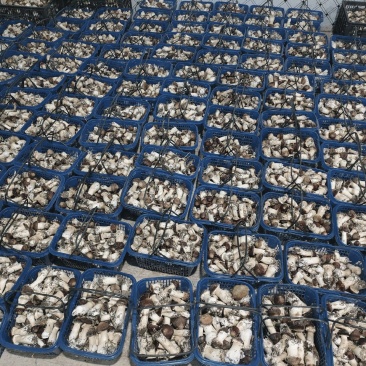 山东济南赤松茸鲜菇大球盖菇大量供应基地直发欢迎订购