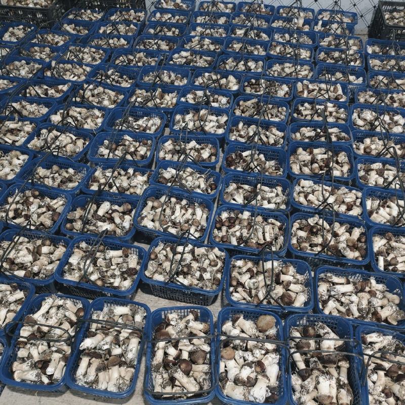 山东济南赤松茸鲜菇大球盖菇大量供应基地直发欢迎订购