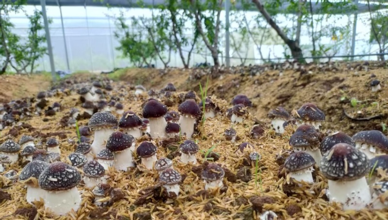 山东济南赤松茸鲜菇大球盖菇大量供应基地直发欢迎订购