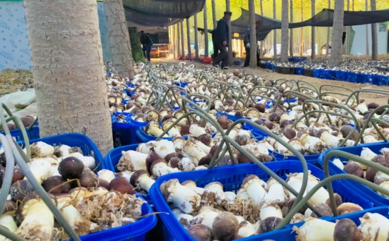 山东济南赤松茸鲜菇大球盖菇大量供应基地直发欢迎订购