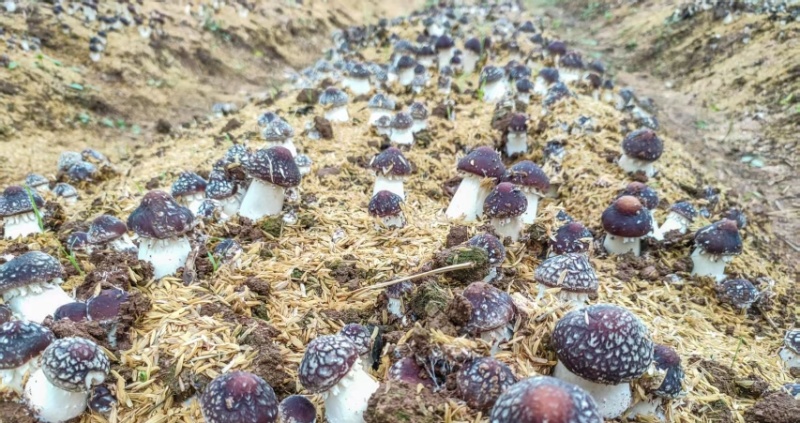 山东济南赤松茸鲜菇大球盖菇大量供应基地直发欢迎订购
