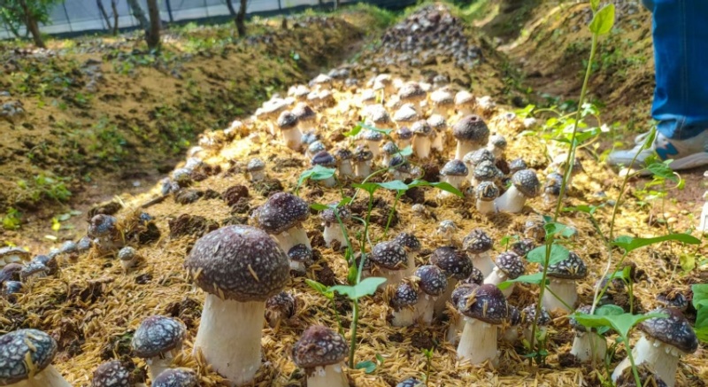 山东济南赤松茸鲜菇大球盖菇大量供应基地直发欢迎订购