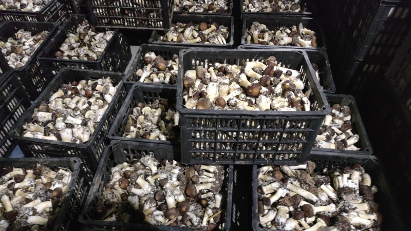 山东济南赤松茸鲜菇大球盖菇大量供应基地直发欢迎订购