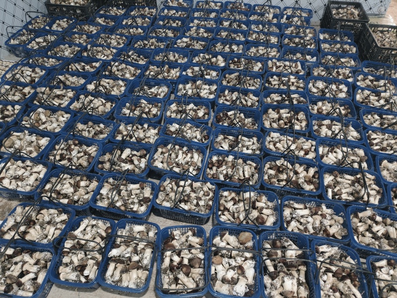 山东济南赤松茸鲜菇大球盖菇大量供应基地直发欢迎订购