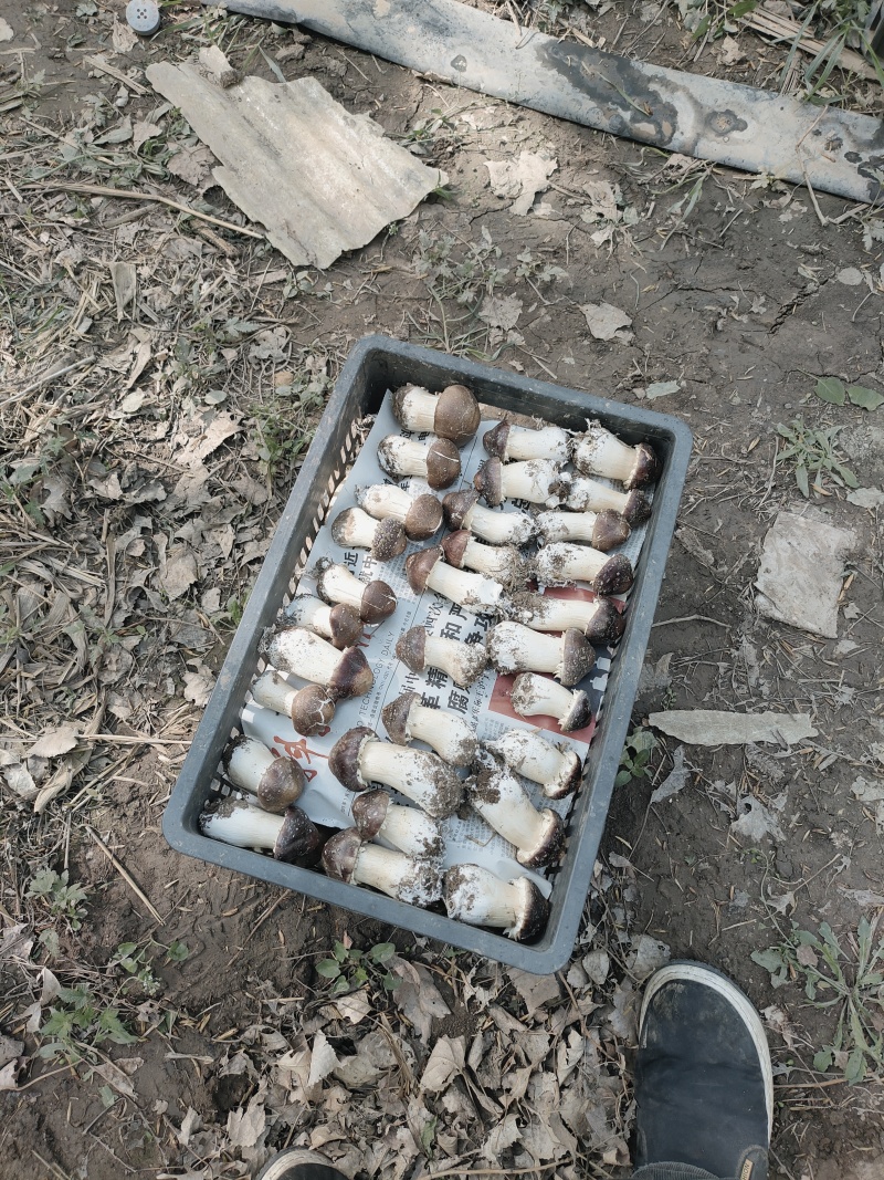 山东济南赤松茸鲜菇大球盖菇大量供应基地直发欢迎订购