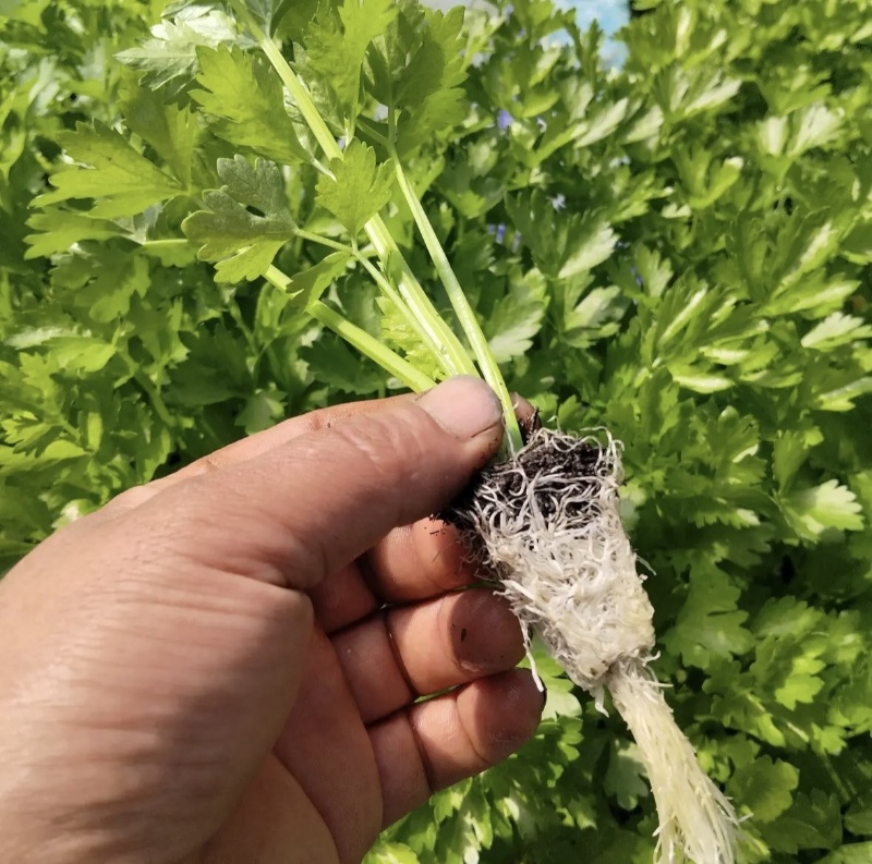 云南精品西芹苗芹菜苗基地直发品质保证量大从优欢迎联系