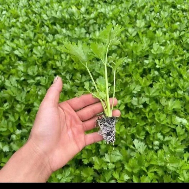 云南精品西芹苗芹菜苗基地直发品质保证量大从优欢迎联系
