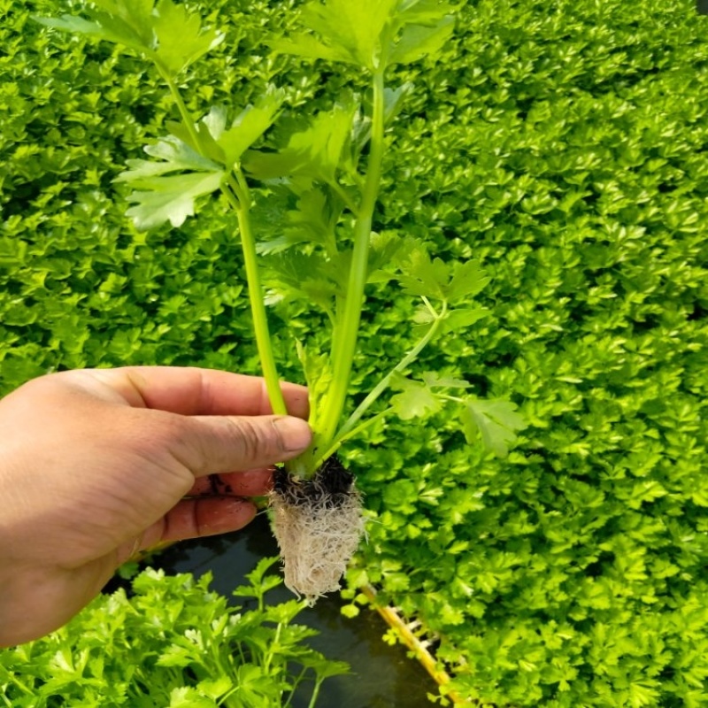 云南精品西芹苗芹菜苗基地直发品质保证量大从优欢迎联系