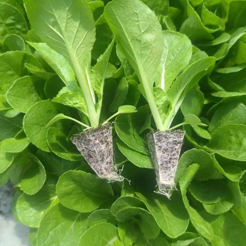 云南精品白菜苗秋绿龙牙白菜苗基地直发品质齐全欢迎联系