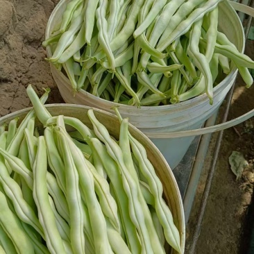 绿头老来少芸豆大量上市，基地自营，无代办费用，，，，，